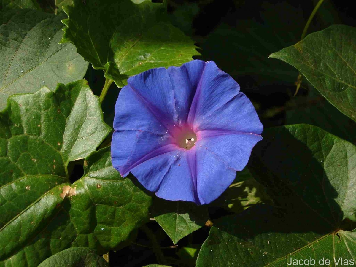 Ipomoea indica (Burm.) Merr.